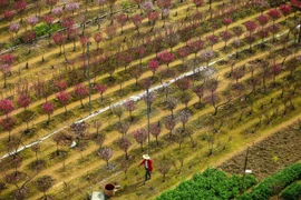 Ngắm làng đào Nhật Tân – Phú Thượng rực hồng từ trên cao