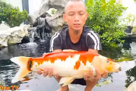 Chơi cá koi tiền tỷ, anh em Tam Mao TV bất ngờ gặp biến