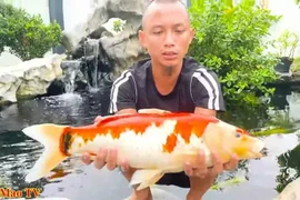 Chơi cá koi tiền tỷ, anh em Tam Mao TV bất ngờ gặp biến