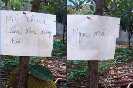 Ghi giấy chống hái trộm mít, chủ nhân nhận về cái kết "chết cười"