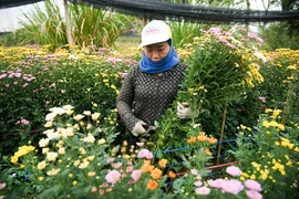 Làng hoa Tây Tựu tấp nập thu hoạch ngày cuối năm 