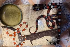 Nuôi rắn cảnh làm thú cưng xu hướng mới của giới trẻ năm 2025