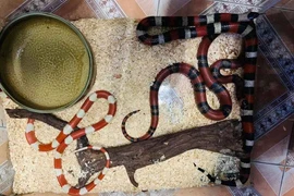 Nuôi rắn cảnh làm thú cưng xu hướng mới của giới trẻ năm 2025