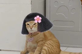 Chú mèo Mỹ Diệu có dáng ngồi đặc biệt bỗng thành "idol mạng"