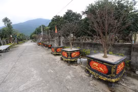 Vùng quê nghèo dưới chân Hoành Sơn khởi sắc nhờ mai vàng 5 cánh