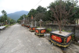 Vùng quê nghèo dưới chân Hoành Sơn khởi sắc nhờ mai vàng 5 cánh