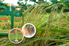 Từng liên quan đến Louis Holdings, AGM chìm trong thua lỗ và chậm trả lãi trái phiếu