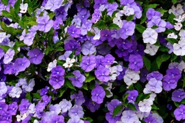 Độc lạ loài hoa đủ 3 màu, tên đủ 3 thời, trồng đủ vượng khí