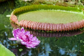 Đẹp mê loài sen vua khổng lồ bá chủ cả sông Amazon
