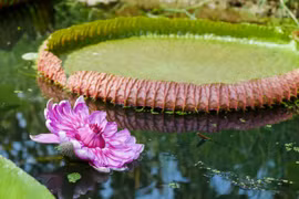 Đẹp mê loài sen vua khổng lồ bá chủ cả sông Amazon