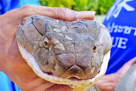 Rắn độc bị chặt đầu vẫn có thể cắn chết người