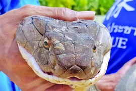 Rắn độc bị chặt đầu vẫn có thể cắn chết người