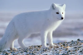 Phát hiện “linh thú” trong truyền thuyết 