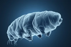 Một sinh vật đóng băng 30 năm bất ngờ sống lại 