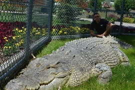 Cá sấu sở hữu 'vũ khí tối thượng' dù ăn rắn cực độc vẫn an toàn