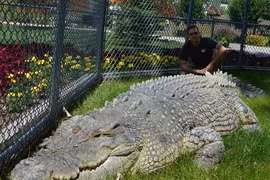 Cá sấu sở hữu 'vũ khí tối thượng' dù ăn rắn cực độc vẫn an toàn