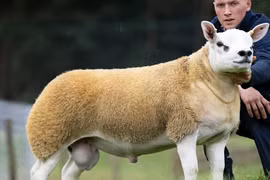 Bất ngờ con cừu có giá tới 11,37 tỷ đồng 