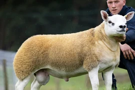 Bất ngờ con cừu có giá tới 11,37 tỷ đồng 