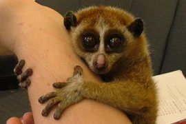 4 động vật có vẻ ngoài ngây thơ nhưng vô cùng hung dữ