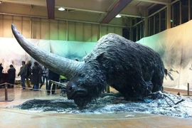 Nguyên nhân bất ngờ khiến kỳ lân Siberia tuyệt chủng 