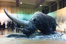 Nguyên nhân bất ngờ khiến kỳ lân Siberia tuyệt chủng 