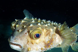 Điểm mặt 12 sinh vật khủng khiếp nhất dưới đáy đại dương