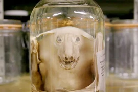 Rợn người bộ sưu tập xác ướp động vật kỳ dị bậc nhất nước Mỹ