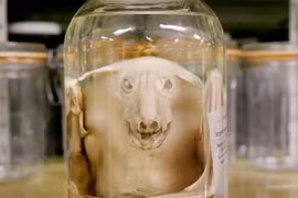 Rợn người bộ sưu tập xác ướp động vật kỳ dị bậc nhất nước Mỹ