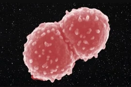 6 sinh vật có thể sống khỏe re bất chấp chiến tranh hạt nhân