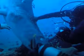 Kinh hãi cảnh cá mập khổng lồ cắn đầu thợ lặn dưới biển