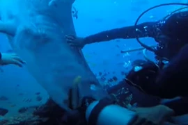 Kinh hãi cảnh cá mập khổng lồ cắn đầu thợ lặn dưới biển