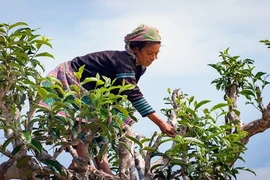 Chè shan tuyết Cao Bồ có gì đặc biệt khiến người Nhật tấm tắc? 