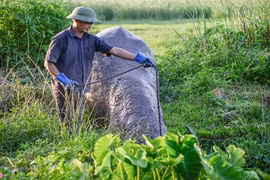 Nghề nuôi trâu chọi tốn cả trăm triệu mỗi năm ở Đồ Sơn 