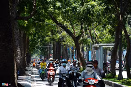 Dân Sài Gòn tiếc nuối mất thêm hàng cây cổ thụ