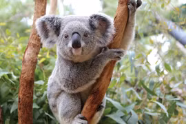 Top động vật "siêu" đáng yêu chỉ có thể tìm thấy ở Úc