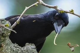 Ngả mũ thán phục top 8 loài động vật thông minh ngút trời 