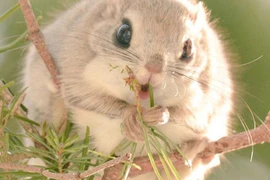 Đẹp mê top động vật sở hữu ngoại hình đáng yêu nhất thế gian 