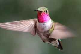 Thán phục 8 động vật sở hữu "siêu năng lực" đặc biệt nhất TG 