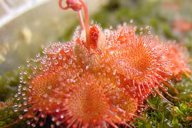 Sửng sốt những loài cây "ăn thịt" kỳ lạ nhất hành tinh 