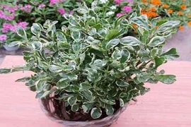 Kỹ thuật trồng cây cẩm thạch đón “may mắn, tài lộc” năm mới