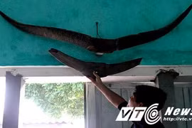 Bí ẩn cặp sừng khổng lồ, chưa từng thấy trên thế giới ở Quảng Ninh