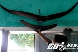 Bí ẩn cặp sừng khổng lồ, chưa từng thấy trên thế giới ở Quảng Ninh