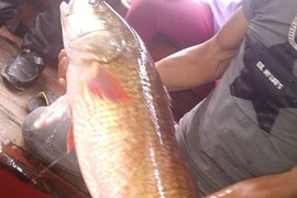 Trả giá cả nửa tỉ, cá sủ vàng bỗng bị bán 15 triệu 