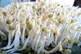 Làm giá đỗ an toàn tại nhà sau vụ lùm xùm Bách Hóa Xanh