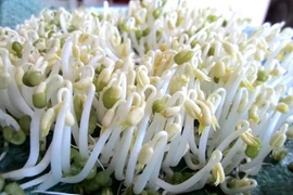 Làm giá đỗ an toàn tại nhà sau vụ lùm xùm Bách Hóa Xanh