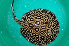 Bắt được cá đuối nước ngọt dài gần 4m ở Đồng Tháp