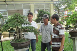 Nhiều cây cảnh, bonsai “độc, lạ” tại sân chơi của nông dân 