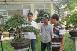 Nhiều cây cảnh, bonsai “độc, lạ” tại sân chơi của nông dân 