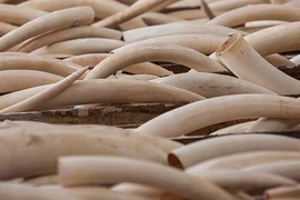 Phó thủ tướng chỉ đạo xử lý các vụ vận chuyển trái phép ngà voi