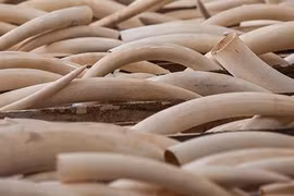 Phó thủ tướng chỉ đạo xử lý các vụ vận chuyển trái phép ngà voi